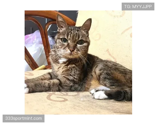 掌敏洁家的猫都比你自律